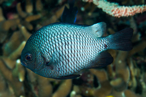 Three-spot Dascyllus