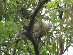 Streptopelia decaocto