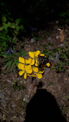 Chlosyne melitaeoides