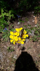 Chlosyne melitaeoides