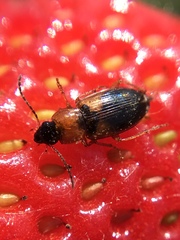 Stenolophus teutonus