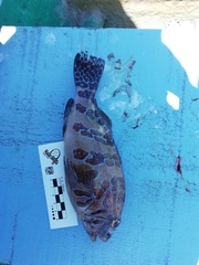 Cirrhitus rivulatus