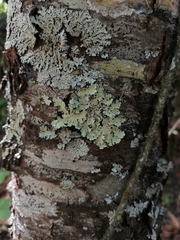 Crespoa crozalsiana