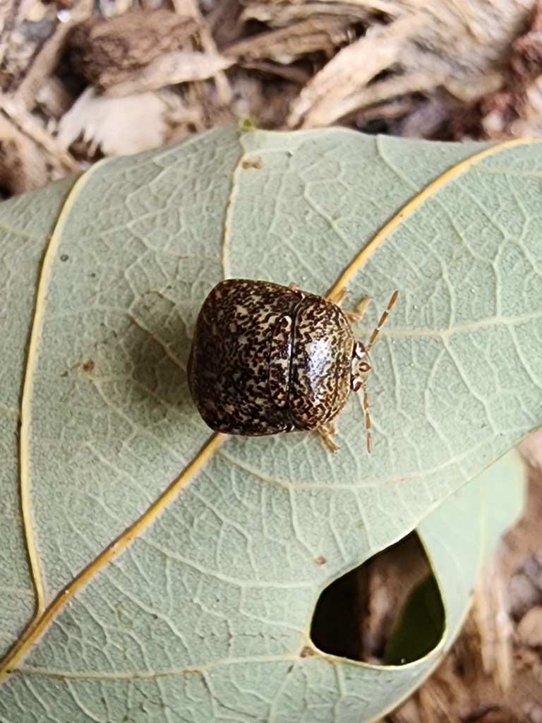 Kudzu Bug from Borden, SC 29128, USA on May 5, 2023 at 05:56 PM by ...