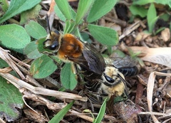 Colletes thoracicus