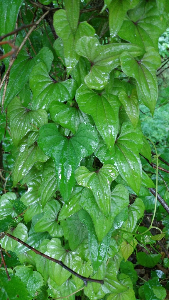 Chinese Yam (Wildflowers of the Preserve at Shaker Village) · iNaturalist