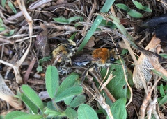 Colletes thoracicus