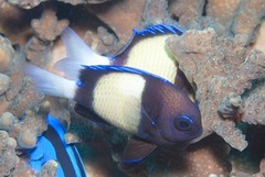 Cloudy Dascyllus photo 2
