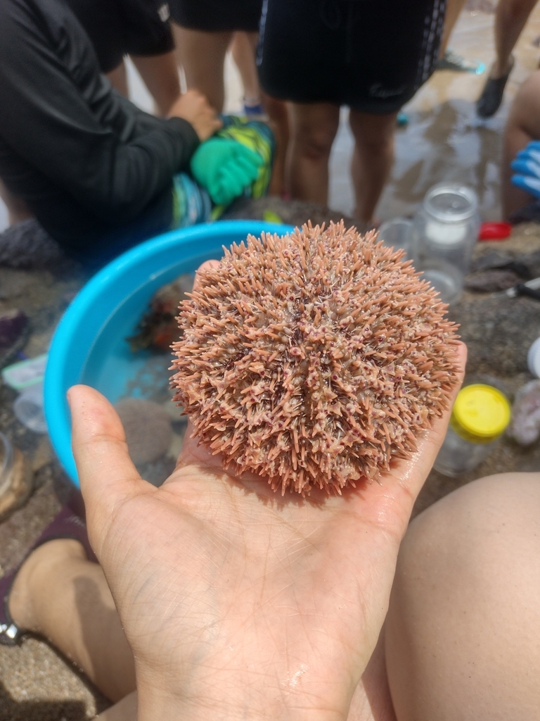 Rose Flower Urchin from 48983 Jal., México on April 27, 2024 at 1126 AM by Misael Santana