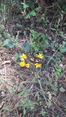 Chlosyne melitaeoides