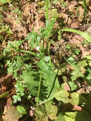 Nemophila parviflora