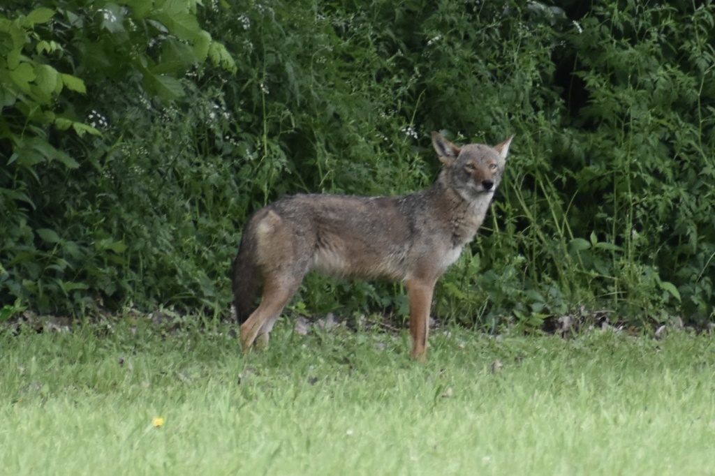 Coyote from E Lawther Dr, Dallas, TX, US on May 1, 2024 at 10:49 AM by ...