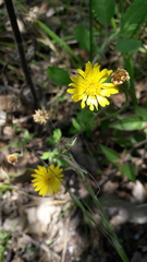 Heterotheca mucronata