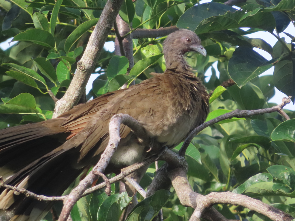 Gray-headed Chachalaca from Paraíso, Provincia de Chiriquí, Panamá on ...