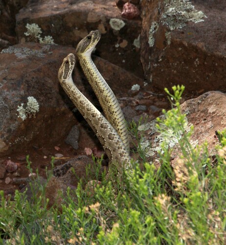 Prairie Rattlesnake