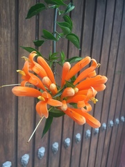Pyrostegia