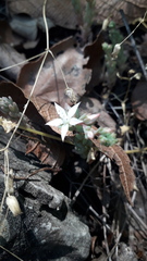 Sedum potosinum