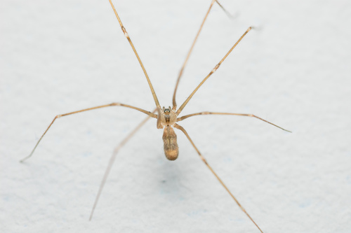 Manuel's Cellar Spider