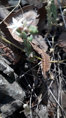 Sedum potosinum