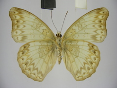Cymothoe caenis