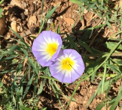 Convolvulus tricolor