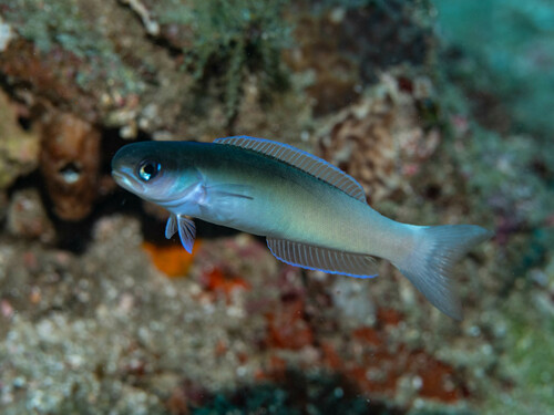 Hoplolatilus cuniculus observed 2024-04-29