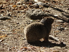 Otospermophilus variegatus