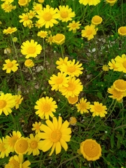 Tetraneuris linearifolia