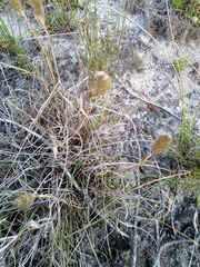 Pentameris curvifolia