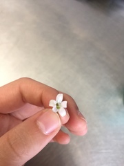 Moehringia lateriflora