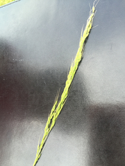Limnodea arkansana