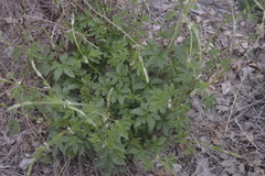 Humulus lupulus neomexicanus