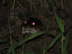 Leptodactylus knudseni