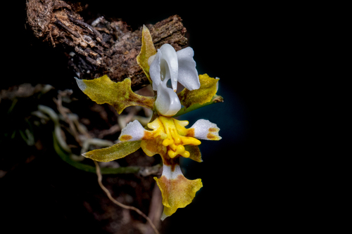 Tolumnia arizajuliana