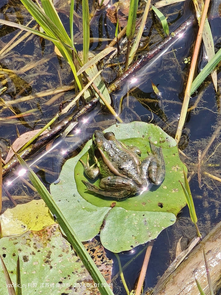 Eastern Golden Frog from Nanjing CN JS CN on May 1 2024 at 10 41 AM by 利刃 iNaturalist