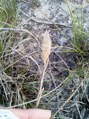 Pentameris curvifolia