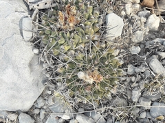 Thelocactus rinconensis