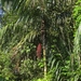 Oenocarpus bacaba - Photo (c) Tomaz Nascimento de Melo, algunos derechos reservados (CC BY-NC-ND), subido por Tomaz Nascimento de Melo