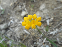 Coronilla minima