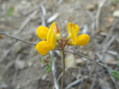 Coronilla minima