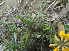 Coronilla minima