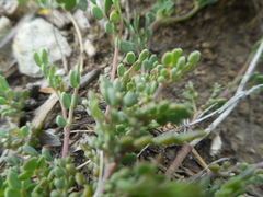 Coronilla minima