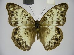 Cymothoe caenis