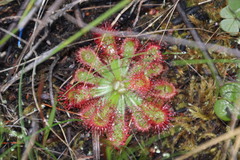 Drosera esterhuyseniae