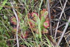 Drosera esterhuyseniae