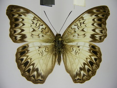 Cymothoe caenis