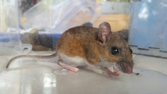 Peromyscus gossypinus