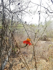 Adenophyllum aurantium