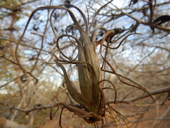 Tillandsia intermedia