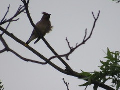 Bombycilla cedrorum